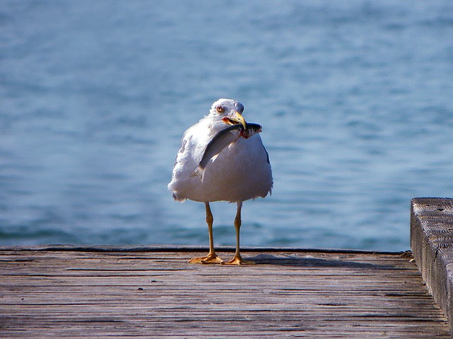 seagull-771245_640