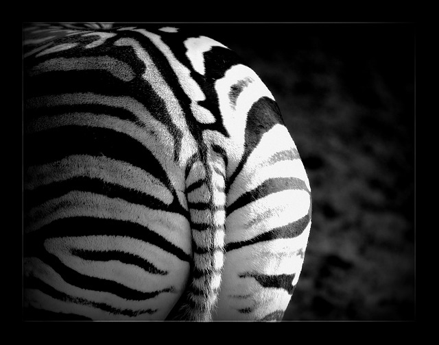 zebra-658765_640