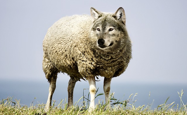 wolf-in-sheeps-clothing-2577813_640