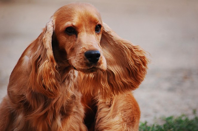 cocker-spaniel-english-2388265_1280