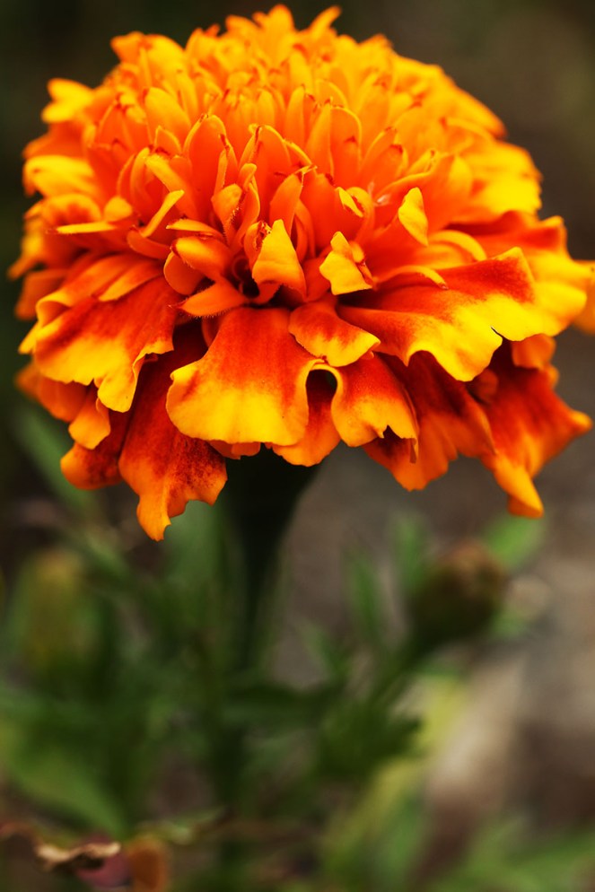 orangeflower1BLOGG.jpg