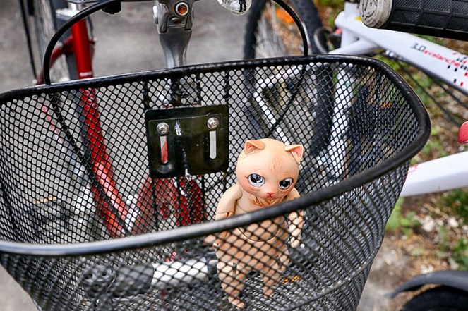 cat2DYREBESKYTTELSENBLOGG