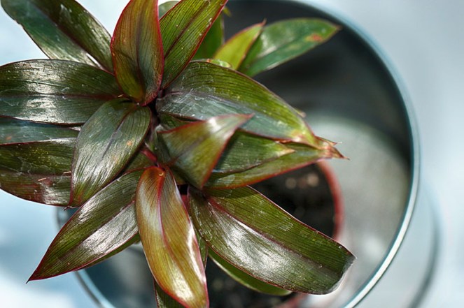 potteplante1BLOGG