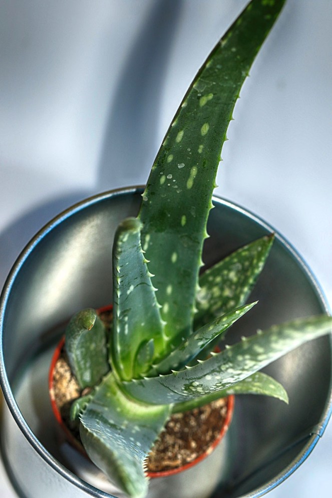 potteplante2BLOGG