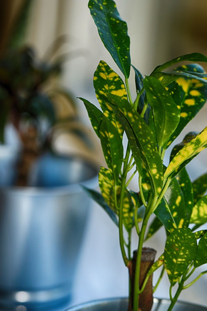 potteplanter4BLOGG