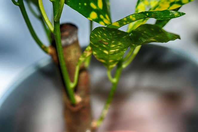 potteplanter5BLOGG