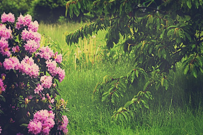 vintagerhodrodendronBLOGG