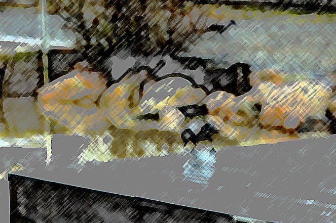 kråkehverdagsBLOGG2